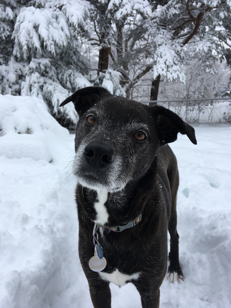 Tootsie