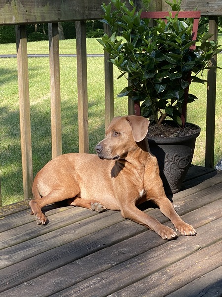 Hank 
