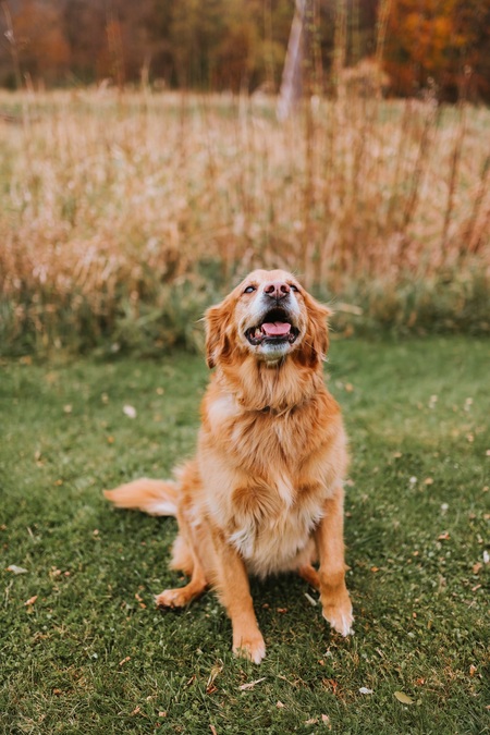 Bella