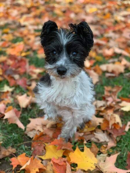 Macey