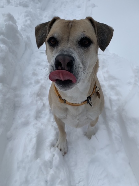 Cooper