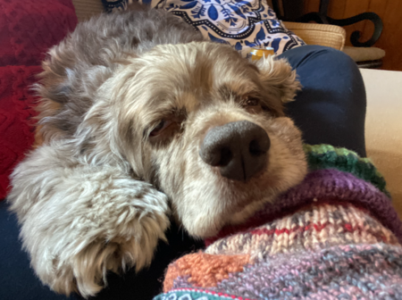 Auggie