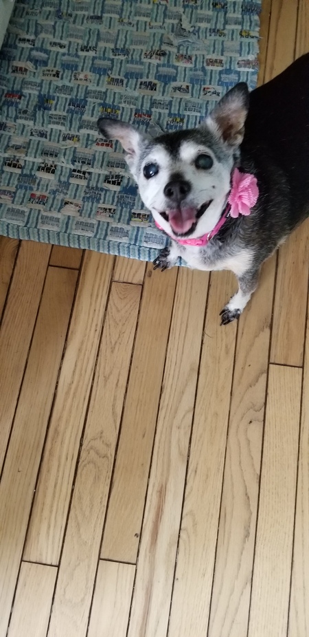 Jessie