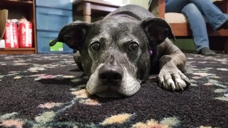 Trudy