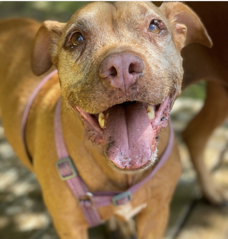 Duchess
