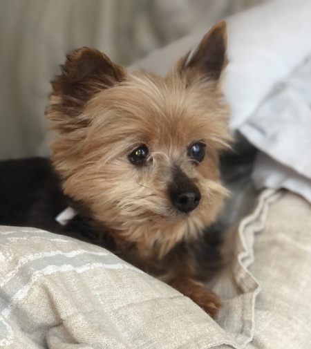 Maple 