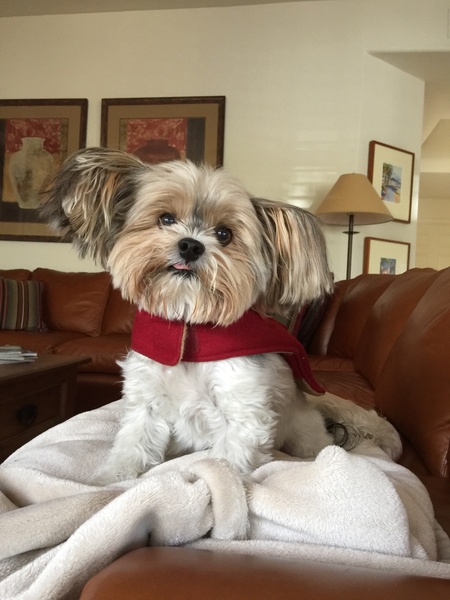 Otto