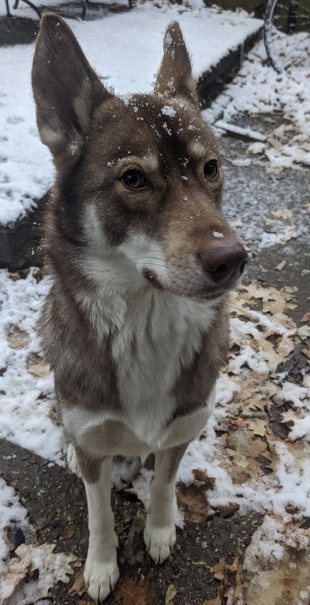 Maia