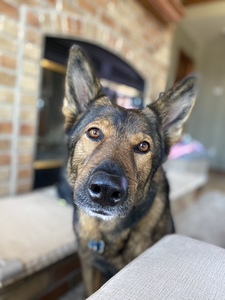 Bode