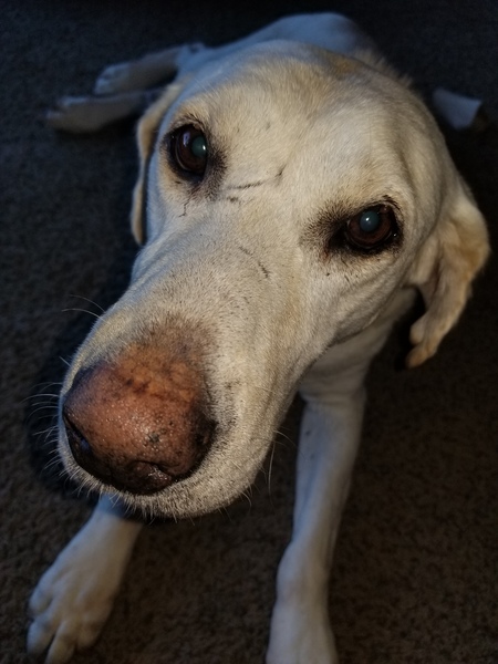 Bailey Boo