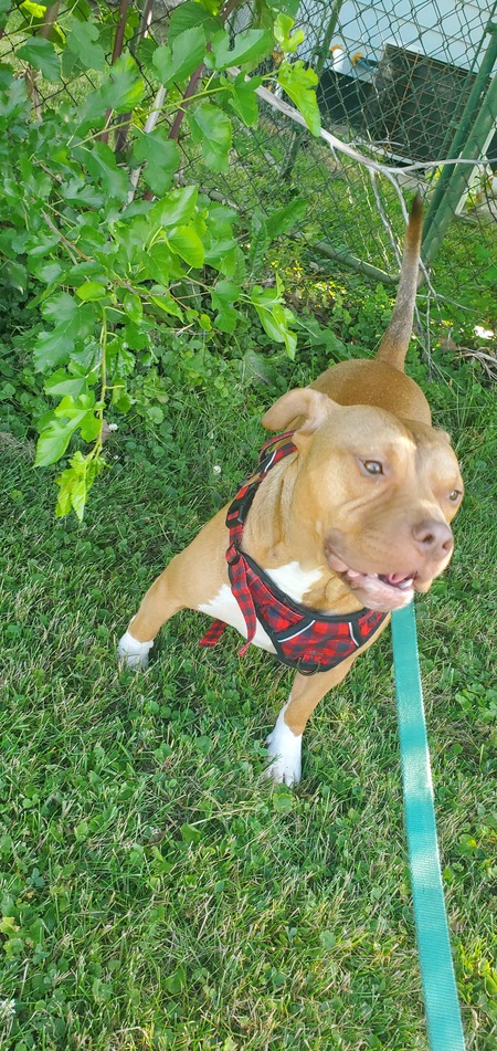 Capone