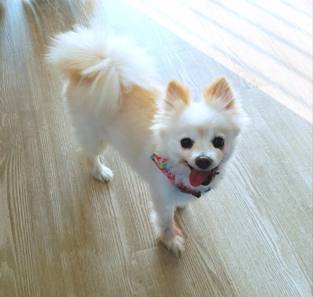 Poppy