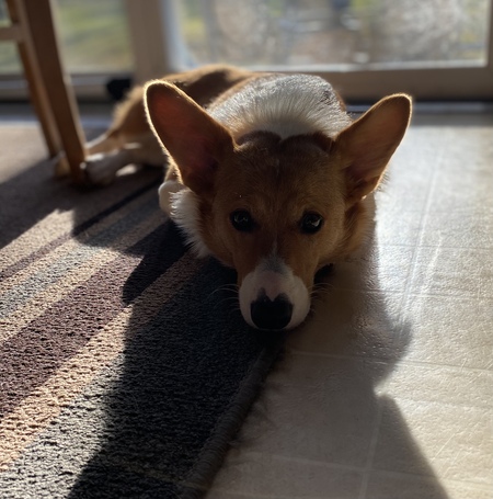 Piper