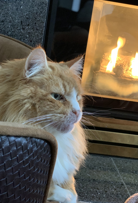 Entry image for Hector. Clicking this image will show a larger photo