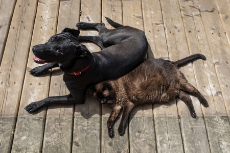 Entry image for Ebony & Isis. Clicking this image will show a larger photo