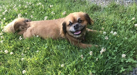 Taz