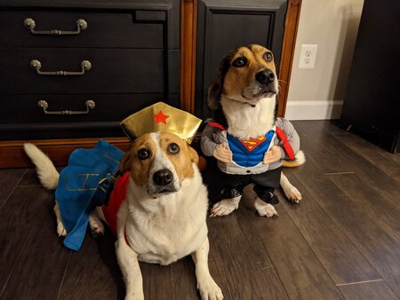 Olenna (WonderPup) & Ragnarr (Superpup)