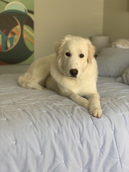 Holly
