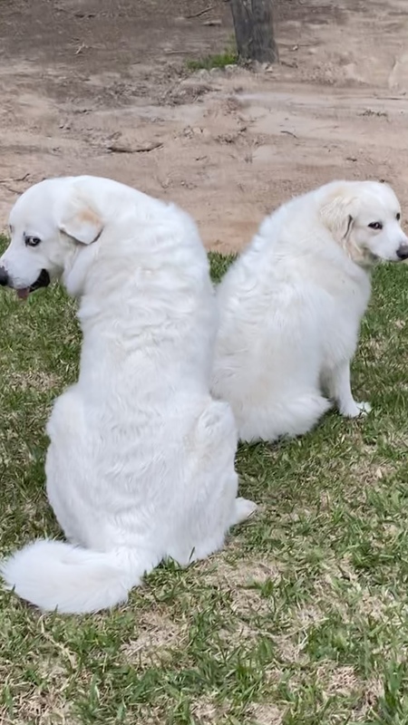 Mingo and Dixie 