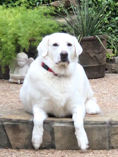 Sammie Jo