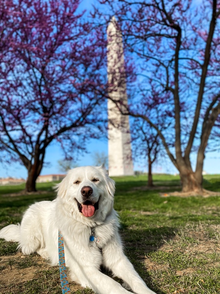Ollie