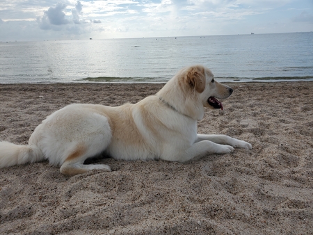 Hazel