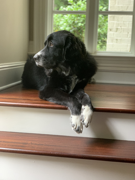 Hugo