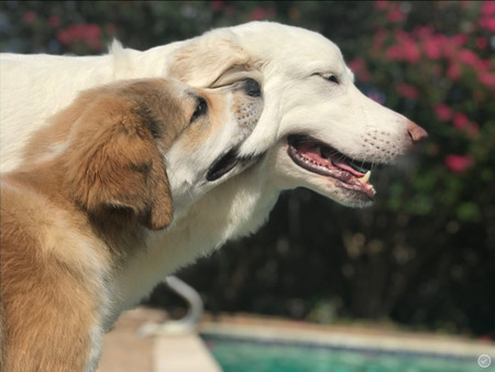 Kona and Lilah