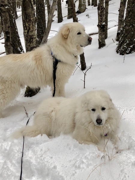 Daisy and Tanner’s First Snow!