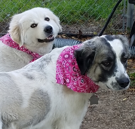 Sophie and Daisy
