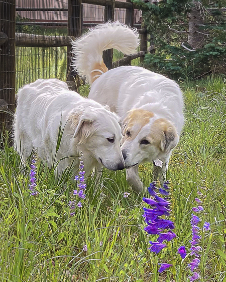 Darby and Grace (on right)