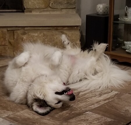 Bella Bea