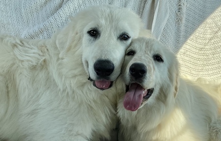 Jack & Rose
