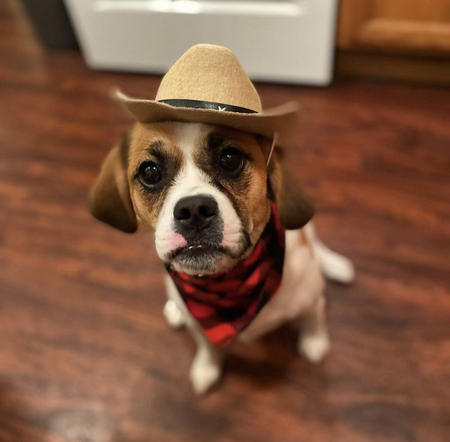 Cowboy Chip 
