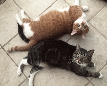 Ziggy and Henry
