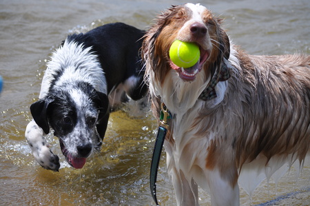 Koda & Atticus
