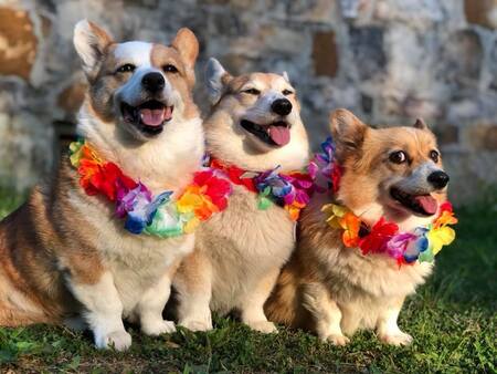 Adventure Corgis