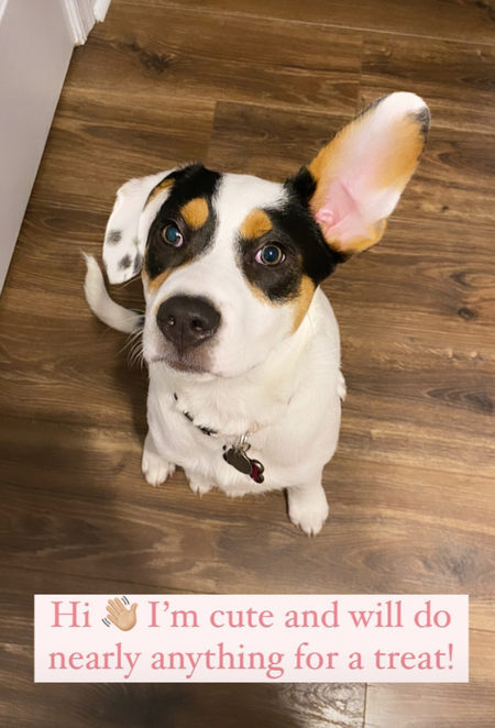 Zoey (formerly “Hoss” when thought to be a boy!)