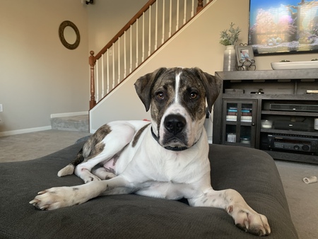 Goose 