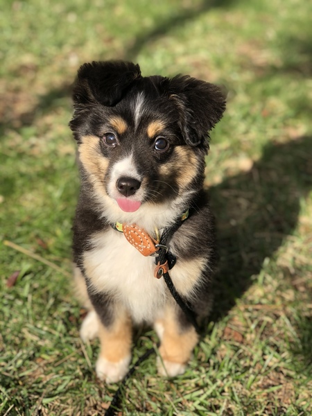 Lilo