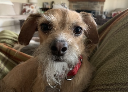 ROO