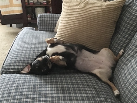 Evie