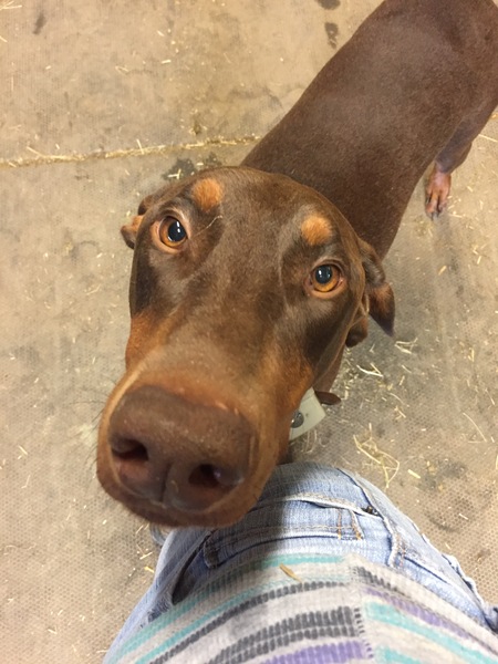 Bodie