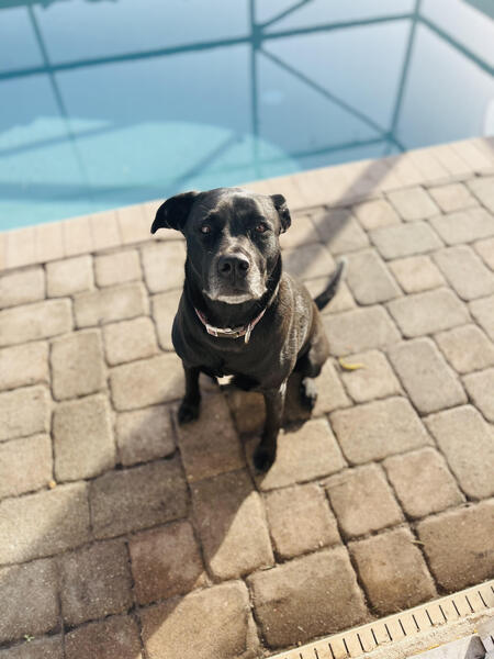 Bella