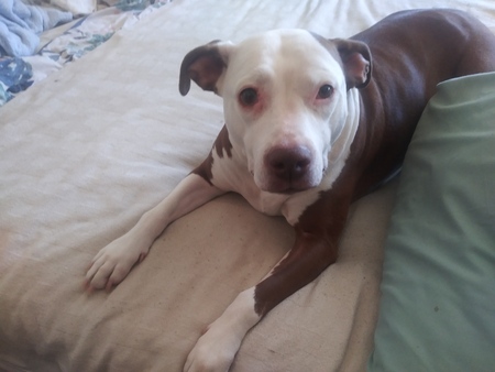 Bitsie