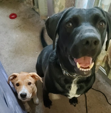 Sophie and Shade