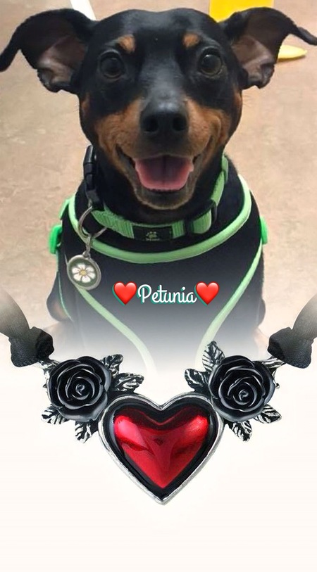 Petunia 