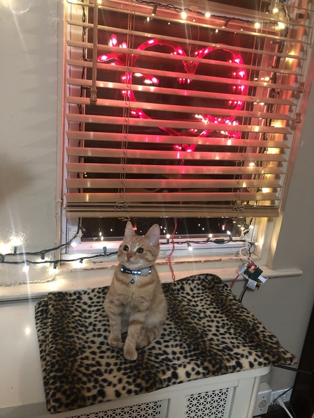 Georgie