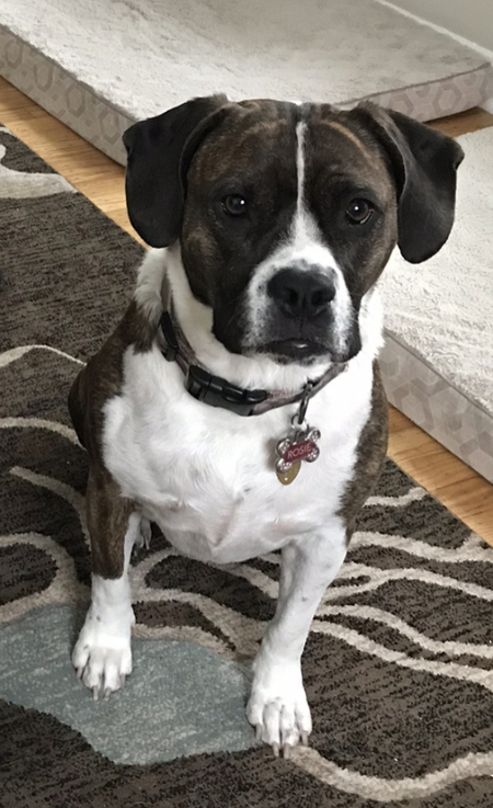 Rosie