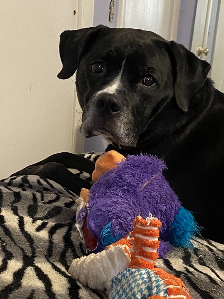 Kali